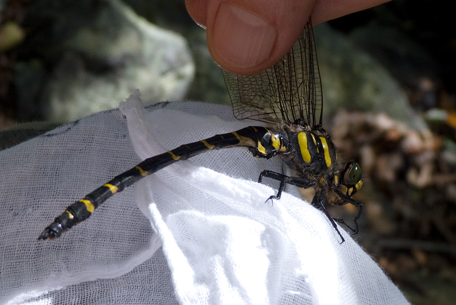 Cordulegaster boltonii